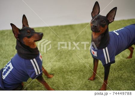 ミニチュアピンシャー 姉弟　サッカーユニフォーム　写真3 74449788