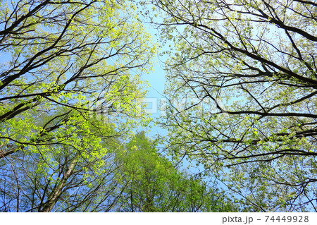 青空の下　新緑が映える 74449928