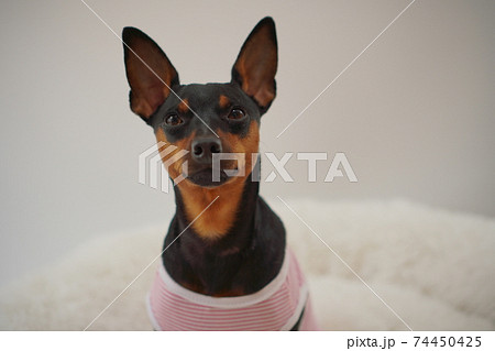 ミニチュアピンシャー ボーダーシャツ　写真43 74450425