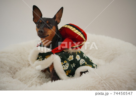 ミニチュアピンシャー獅子舞　写真15 74450547