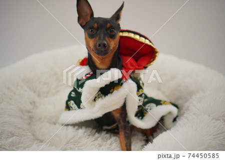 ミニチュアピンシャー獅子舞　写真26 74450585