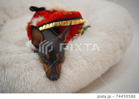 ミニチュアピンシャー獅子舞　写真29 74450588