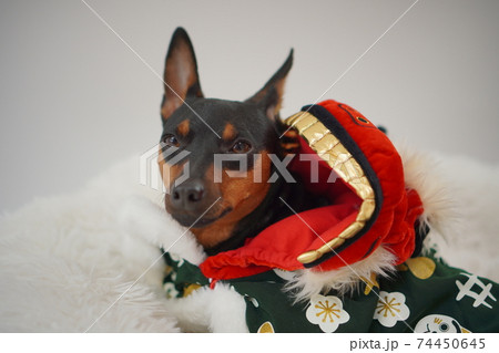 ミニチュアピンシャー獅子舞　写真55 74450645