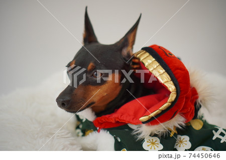 ミニチュアピンシャー獅子舞　写真56 74450646