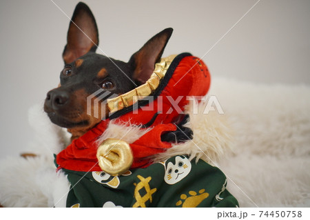 ミニチュアピンシャー獅子舞　写真104 74450758