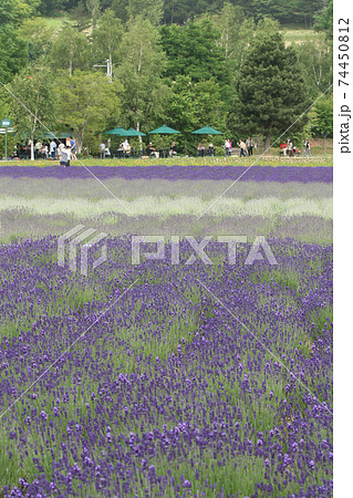ラベンダー畑 ラベンダー ファーム富田 ラベンダー畑 ラベンダー ファーム富田 74450812