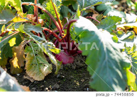 赤かぶ かぶら 栽培 11月 家庭菜園の写真素材