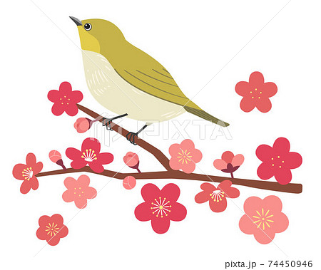 メジロと梅の花のイラスト素材