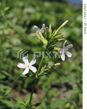 ソープワートの花の写真素材