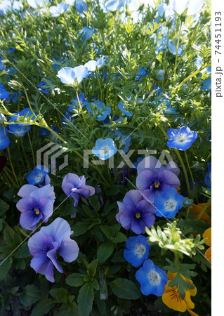 ネモフィラ ネモフィラ 74451193