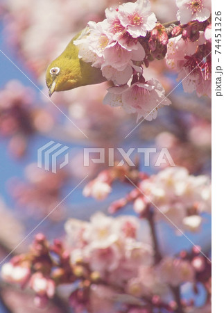 満開の桜とメジロ　和歌山県和歌山市　地蔵の辻 74451326