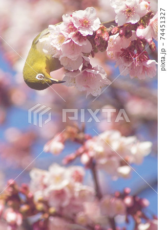 満開の桜とメジロ　和歌山県和歌山市　地蔵の辻 74451327
