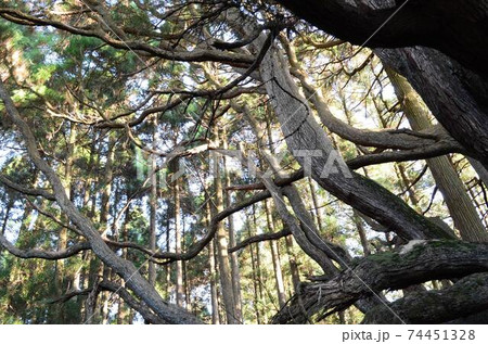 熊本 阿蘇 高森殿の杉 熊本 阿蘇 高森殿の杉 74451328