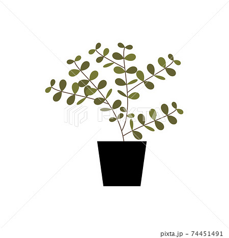 オリーブの木の植木鉢 イラストのイラスト素材