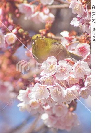 満開の桜の木とメジロ　和歌山県和歌山市　地蔵の辻 74451508