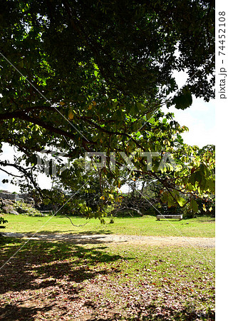 今帰仁城大庭 74452108