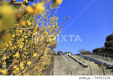 葛飾区立小菅西公園 東京都葛飾区小菅 葛飾区立小菅西公園 東京都葛飾区小菅 74452129
