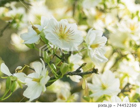 Natural photos: Apricot blossom is commonly cultivated in Viet Nam Natural photos: Apricot blossom is commonly cultivated in Viet Nam 74452260