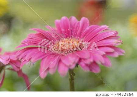 Natural photos: Asteraceae flowers (Viet Nam) Natural photos: Asteraceae flowers (Viet Nam) 74452264