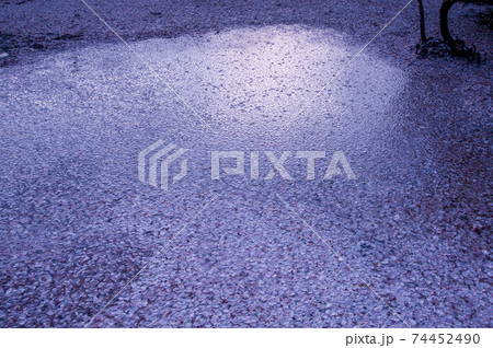 夕立後の見事な散り桜 74452490