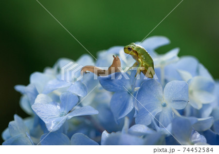 アジサイの花の上でカエルとナメクジがご挨拶 74452584
