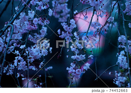 夜桜とボンボリ 74452663