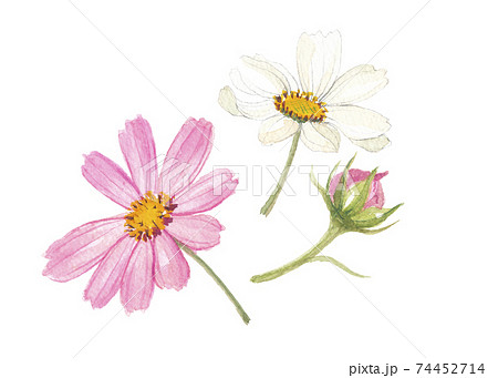 秋桜 コスモス 三輪のイラスト素材 [74452714] - PIXTA