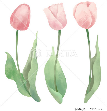 Illustration Material Tulip Pink Stock Illustration