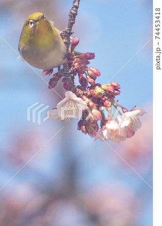 桜の枝で佇むメジロ　和歌山県和歌山市　地蔵の辻 74453418