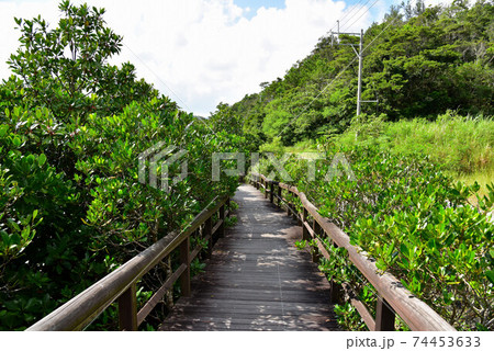 東村ヒルギ公園の風景 74453633