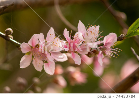 沖縄 那覇末吉公園に咲くピンクの花 沖縄 那覇末吉公園に咲くピンクの花 74453784