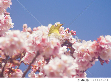 満開の桜の花に埋もれるメジロ　和歌山県和歌山市　地蔵の辻 74453981