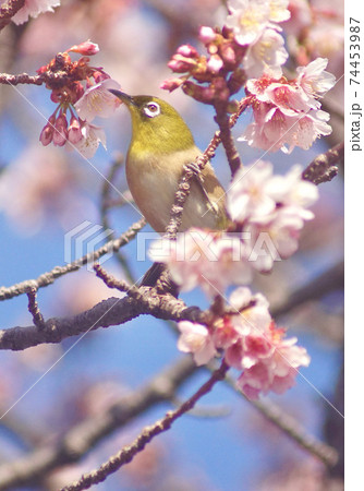 桜の木で佇むメジロ　和歌山県和歌山市　地蔵の辻 74453987