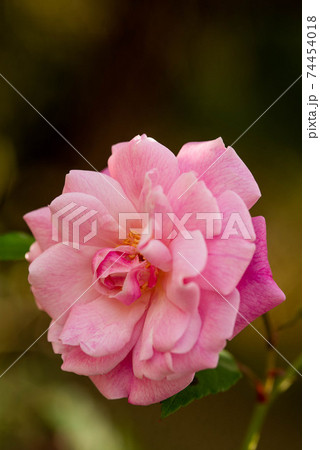 沖縄 那覇末吉公園に咲く薔薇の花 沖縄 那覇末吉公園に咲く薔薇の花 74454018