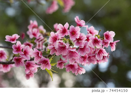 沖縄 那覇与儀公園に咲く緋寒桜の写真素材