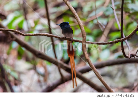 Asian Paradise Flycatcher Male perched on a branch 74454235