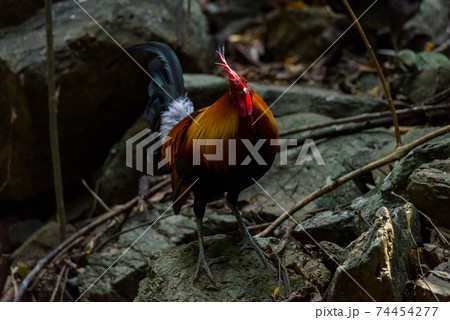 Portrait of colorful male fowl 74454277