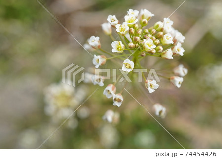 ぺんぺん草 74454426