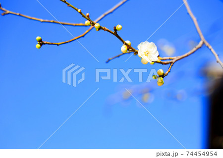 京都市上京区の北野天満宮と梅の花の風景、梅、学問、冬空【2月】 74454954