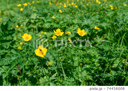 シナノキンバイ 74456006