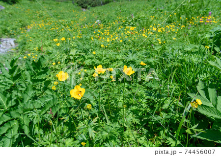 シナノキンバイ 74456007