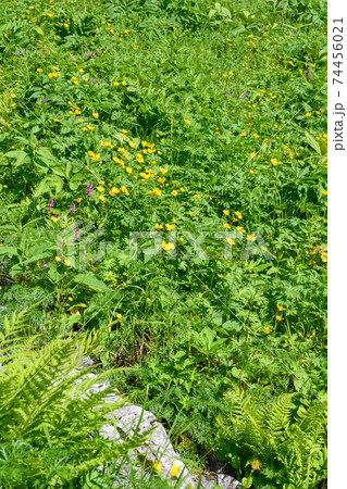 北岳の高山植物のお花畑 北岳の高山植物のお花畑 74456021
