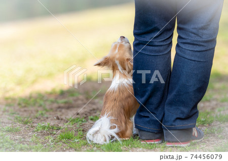飼い主の横でピッタリ寄り添う犬 飼い主の横でピッタリ寄り添う犬 74456079