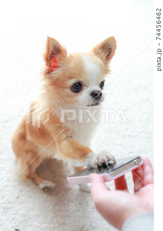 スマホをタッチするチワワ 74456462