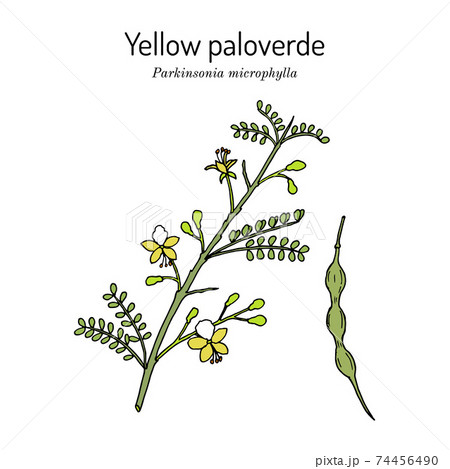Yellow palo verde or little-leaved paloverde Parkinsonia microphylla , edible and ornamental plant, 74456490