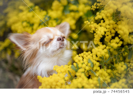 ミモザの花を嗅ぐチワワ ミモザの花を嗅ぐチワワ 74456545