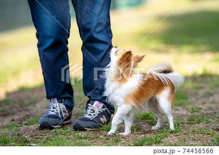 飼い主の指示を待つチワワ 飼い主の指示を待つチワワ 74456566