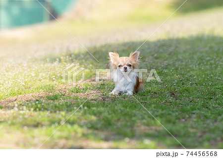 離れた位置でマテをする犬 74456568