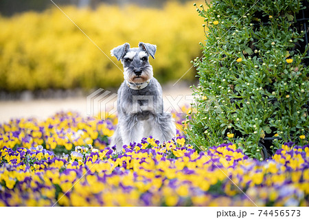 春の花に囲まれるシュナウザー 74456573