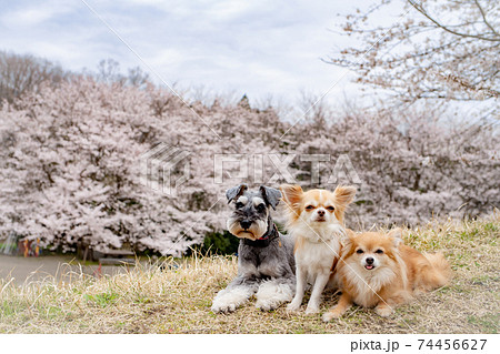 満開の桜の前で休む犬 74456627